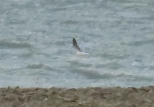 小鷗 - ML646010060