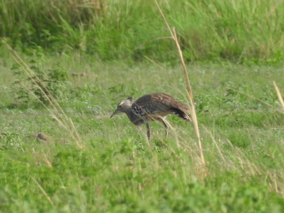 Kori Bustard - ML646010061