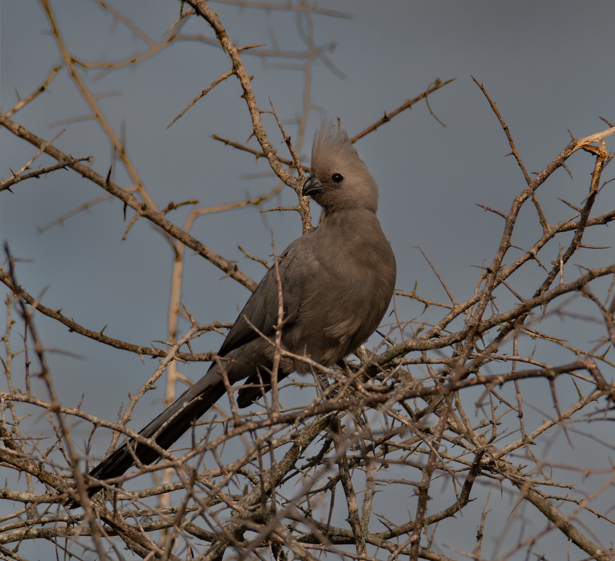 Gray Go-away-bird - ML646010067