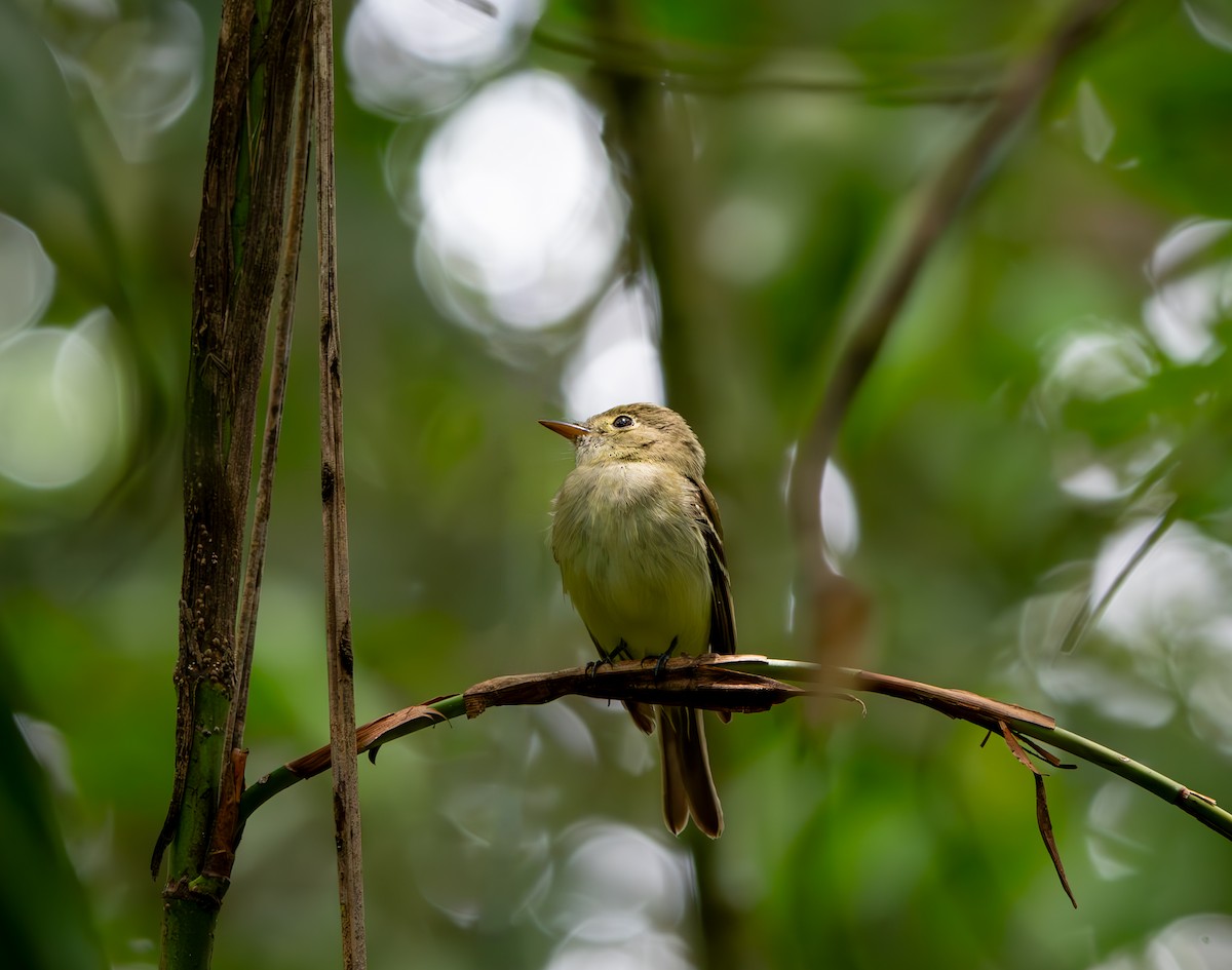 Acadian Flycatcher - ML646010068