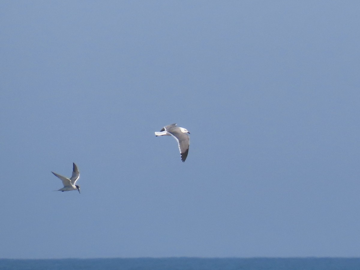 Ацтекская чайка - ML646010076