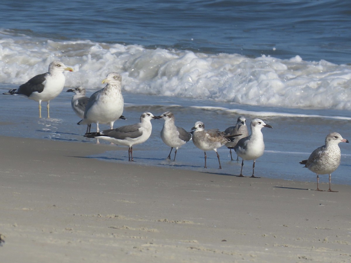 Ацтекская чайка - ML646010077