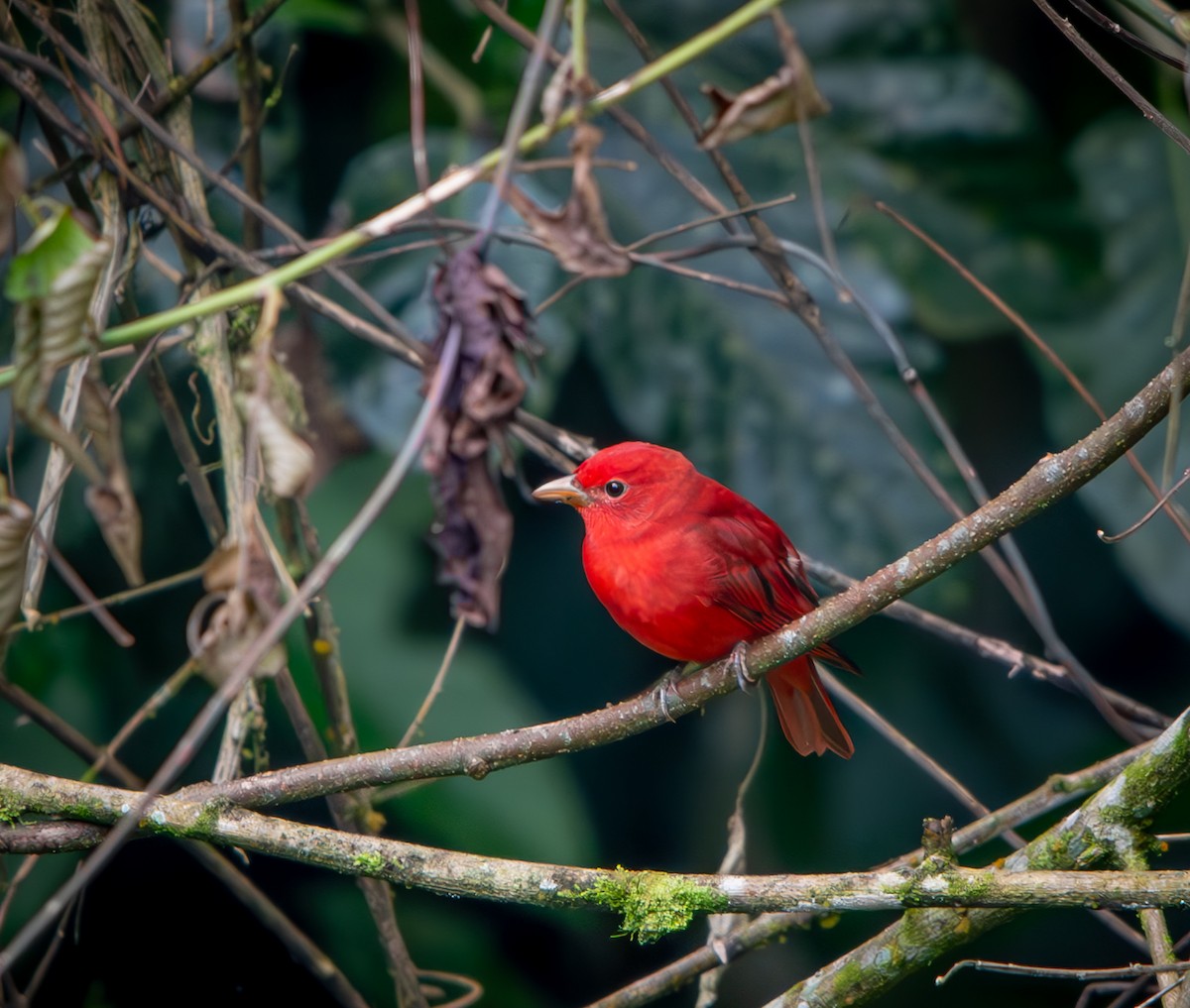 Summer Tanager - ML646010082
