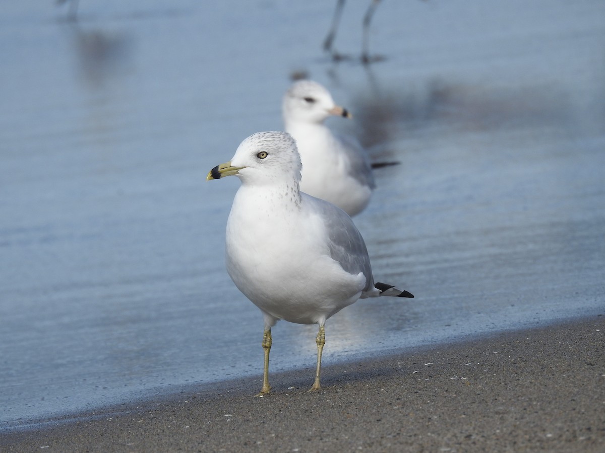 שחף עקוד-מקור - ML646010084