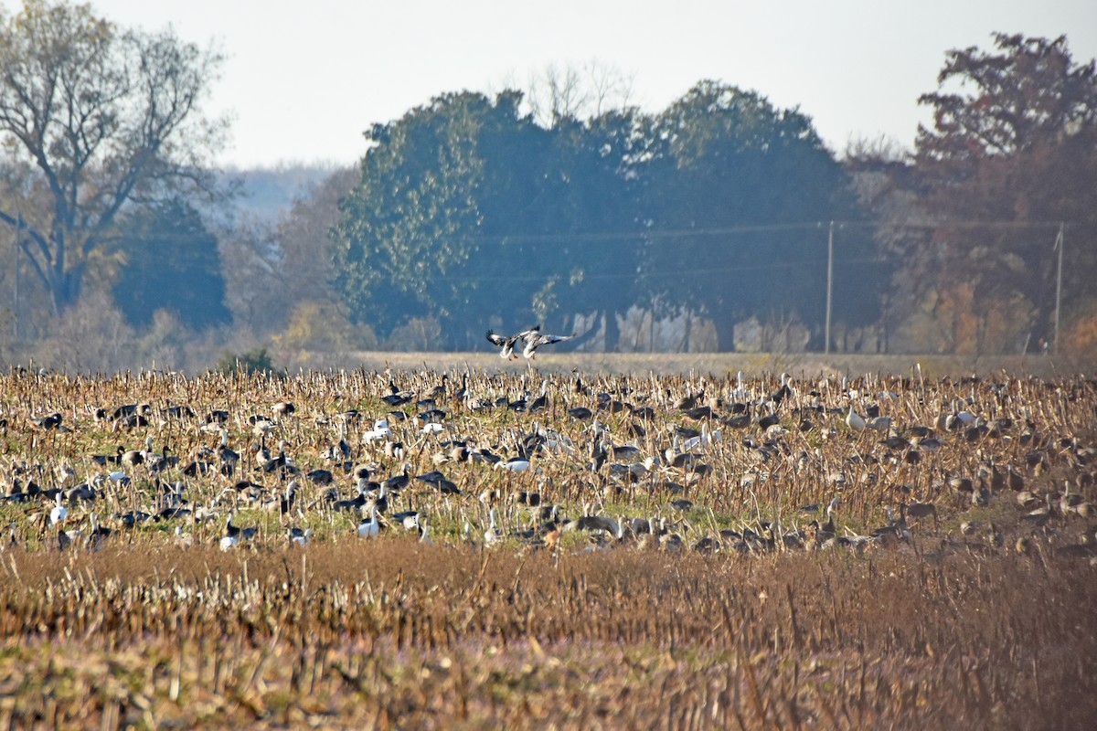 Snow Goose - ML646010085