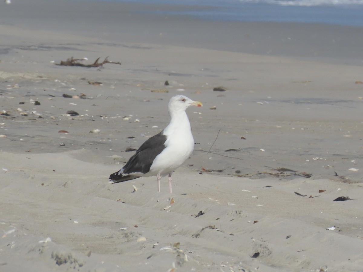 Great Black-backed Gull - ML646010089