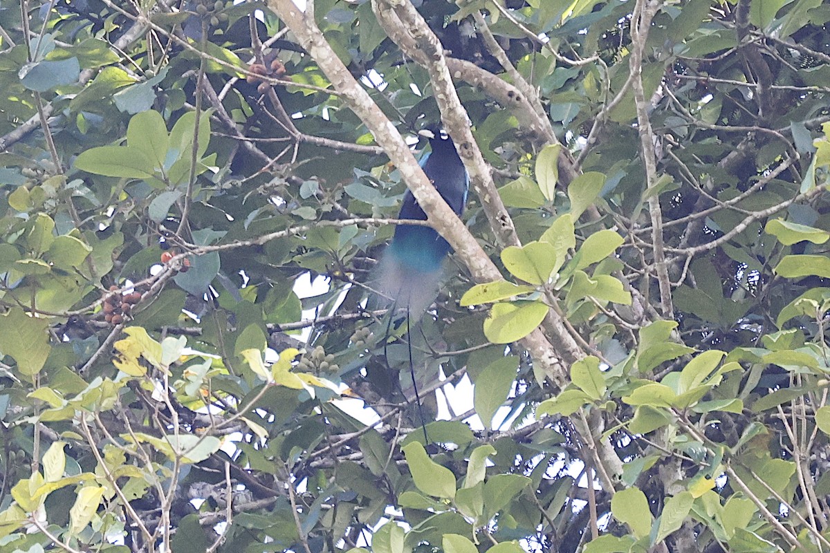 rajka modrokřídlá - ML646010090