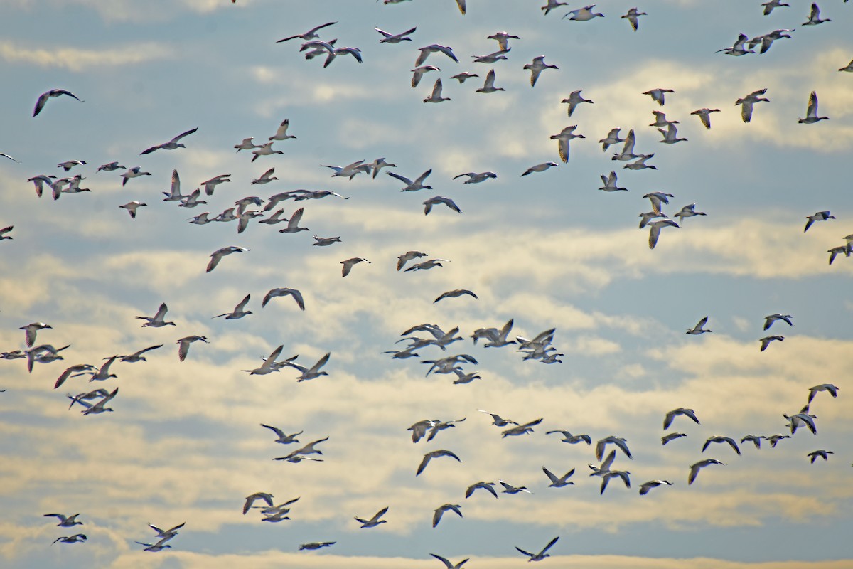 Snow Goose - ML646010091