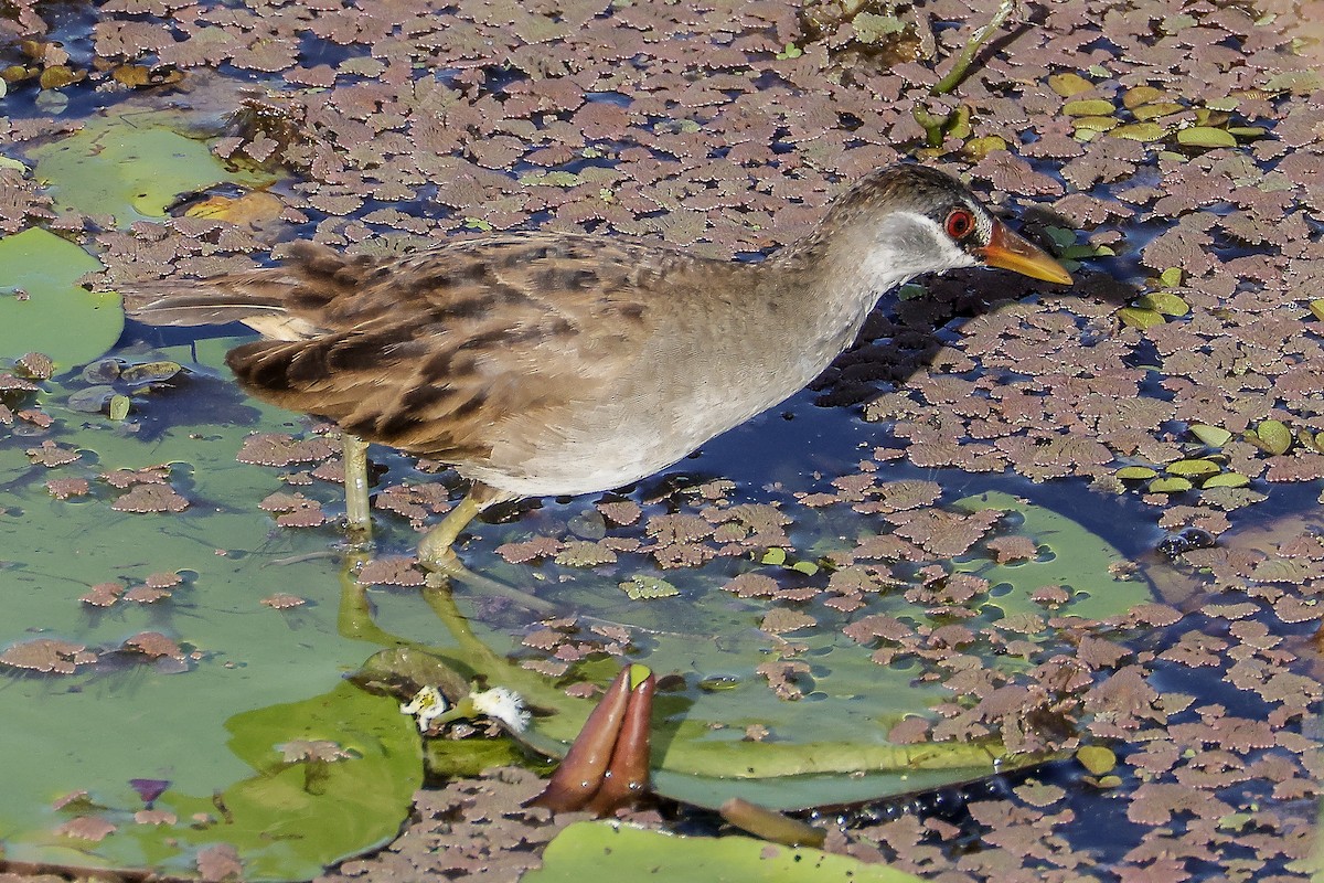 白眉秧雞 - ML646010092