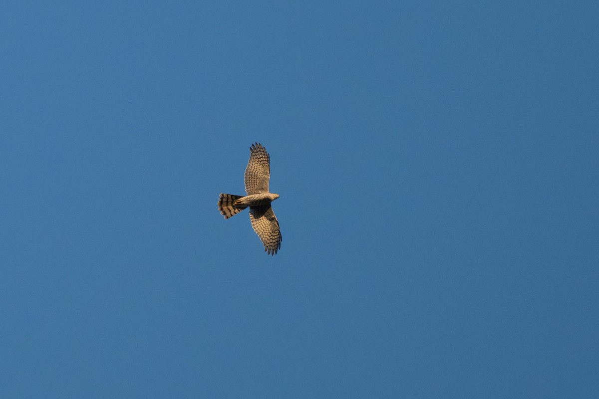 Sperber - ML646010097