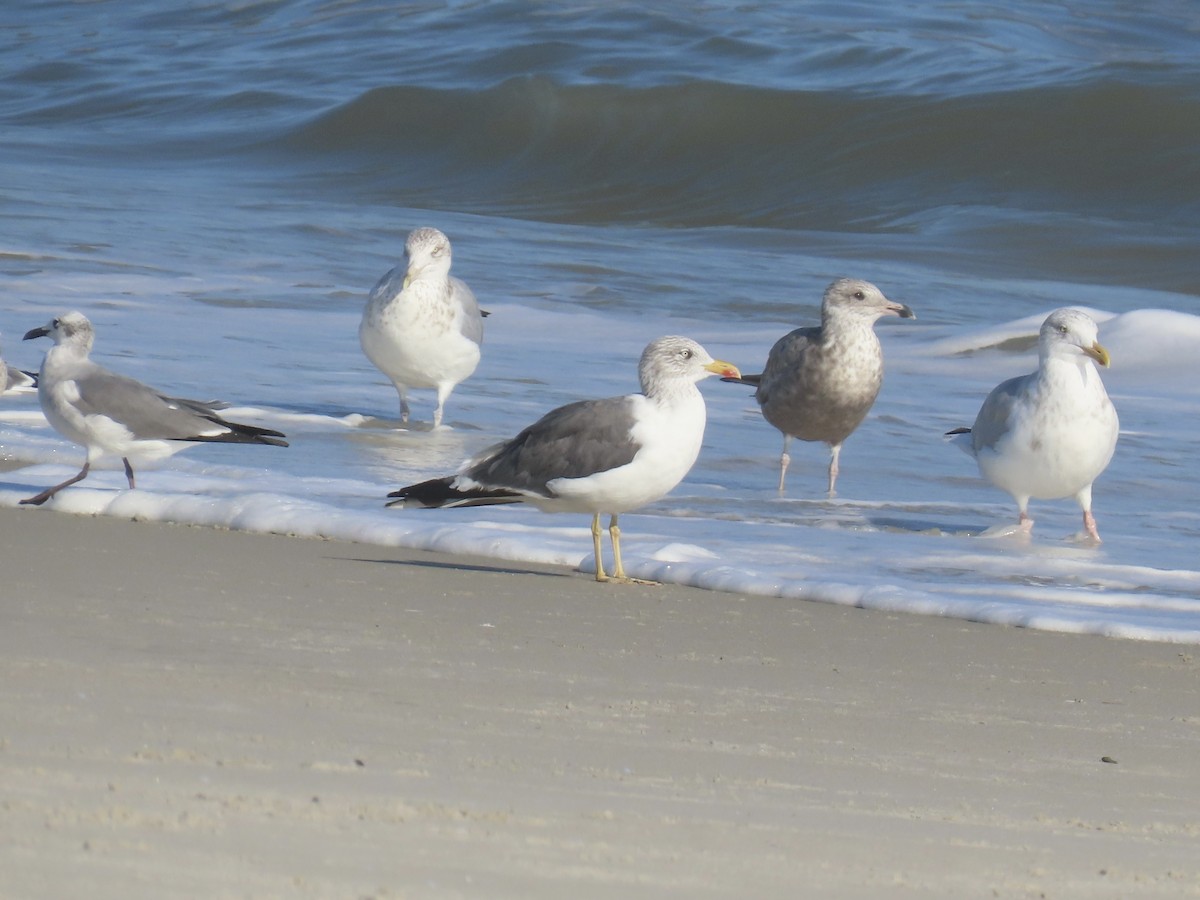 Zafferano - ML646010101