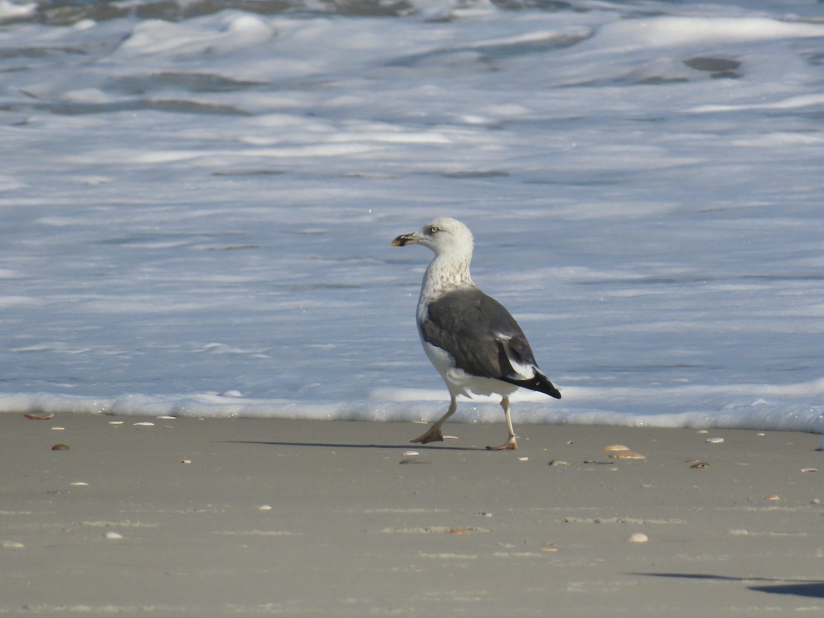 Zafferano - ML646010102