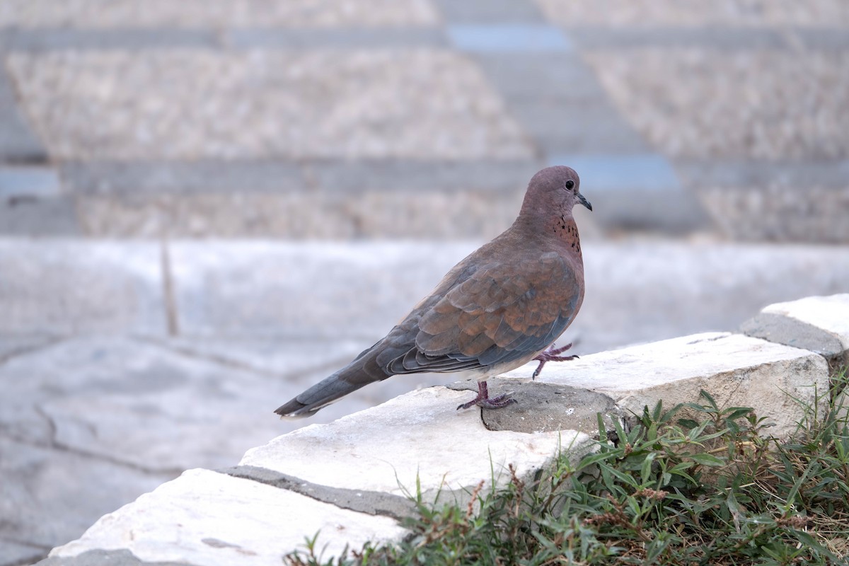 Laughing Dove - ML646010103