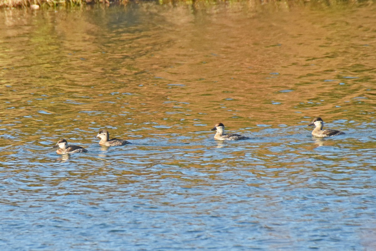 Ruddy Duck - ML646010106