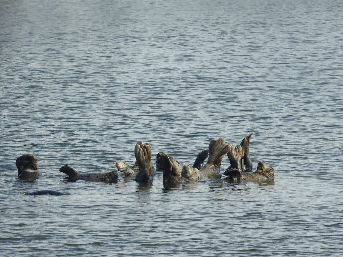 בעלי חיים - ML646010109