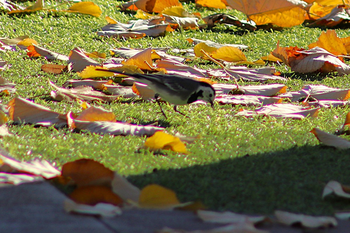 White Wagtail - ML646010115