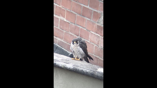 Gökdoğan - ML646010118