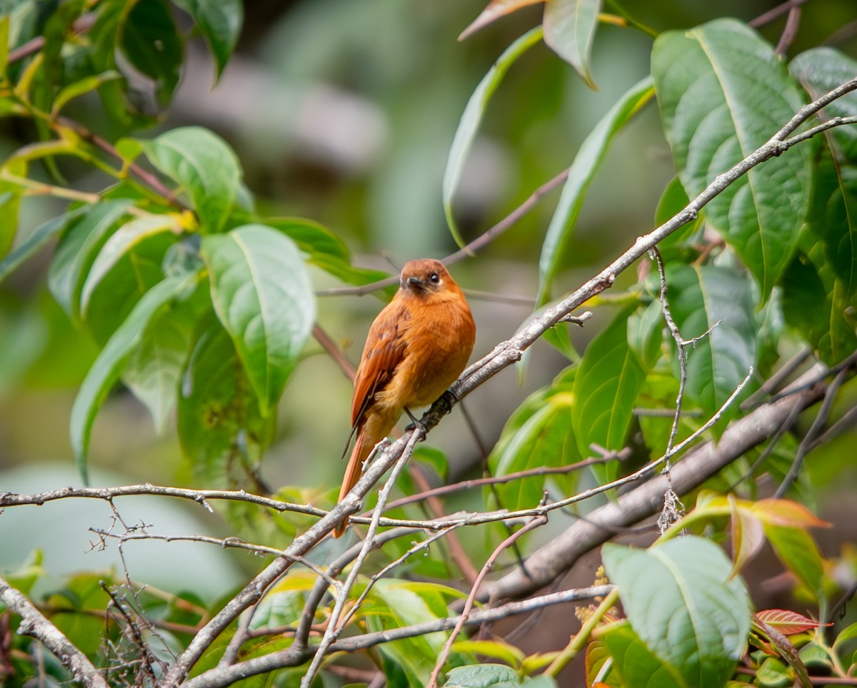 Cinnamon Flycatcher - ML646010123