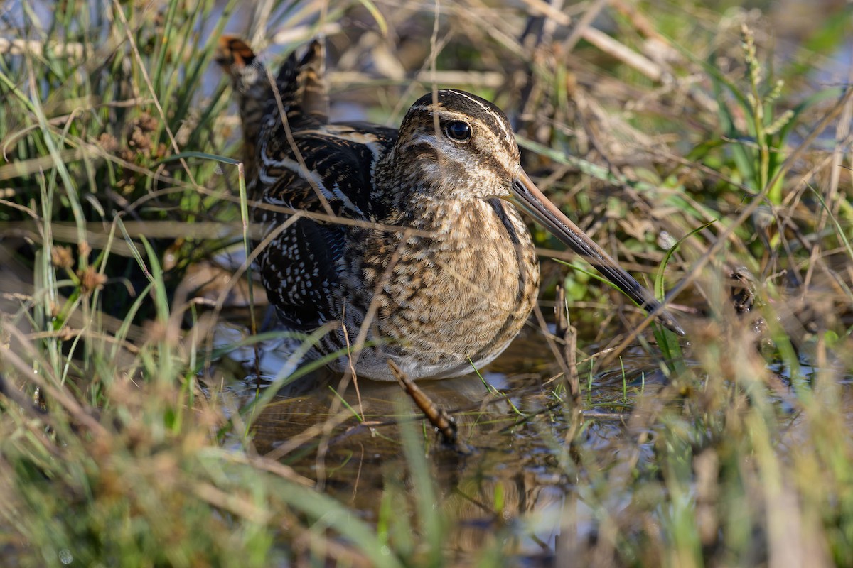 Wilson's Snipe - ML646010124
