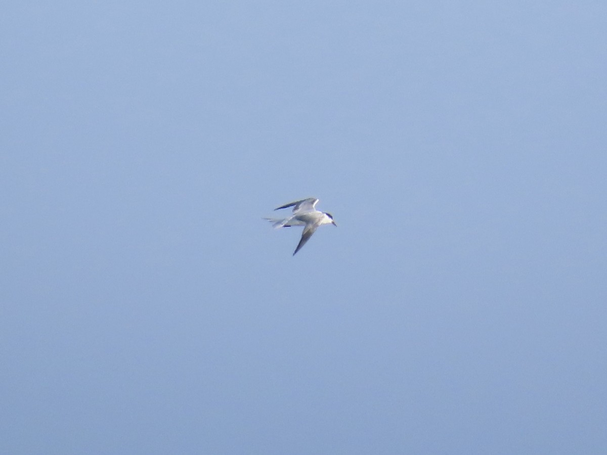Common Tern - ML646010126
