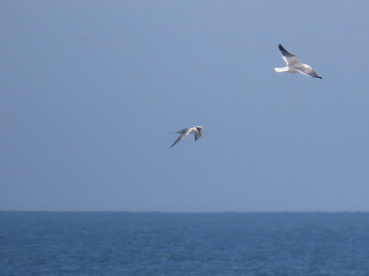 Common Tern - ML646010127