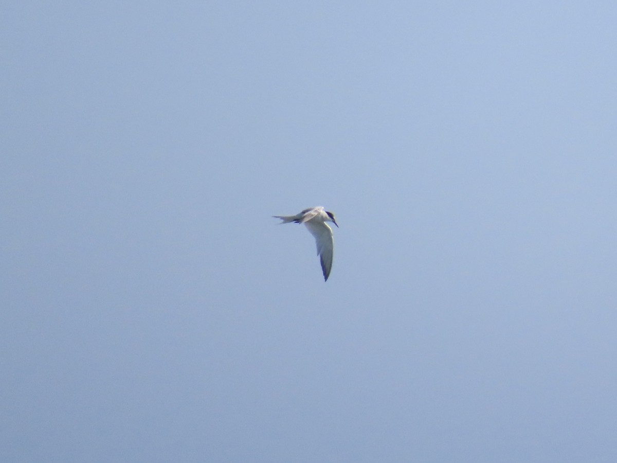 Common Tern - ML646010128