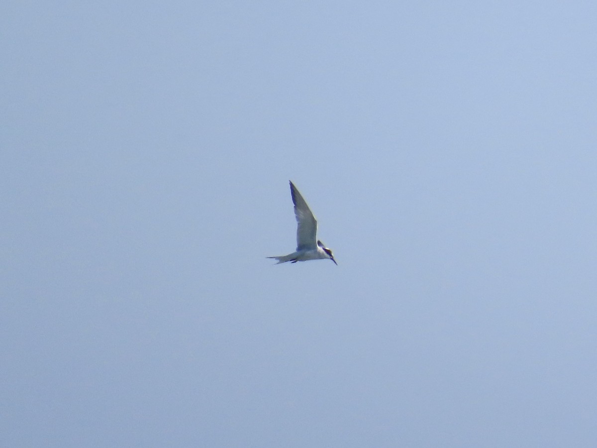 Common Tern - ML646010129