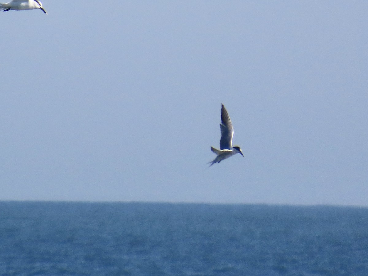 Common Tern - ML646010130