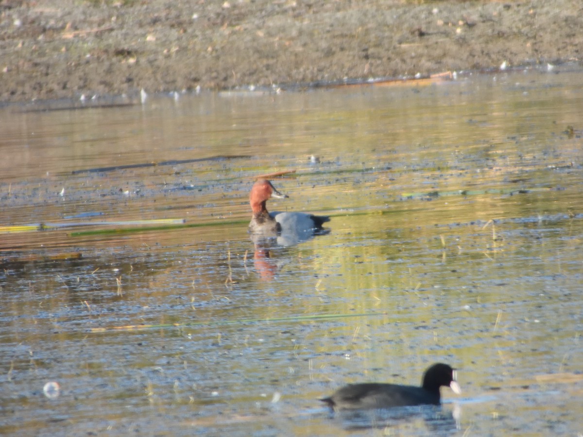 Common Pochard - ML646010133