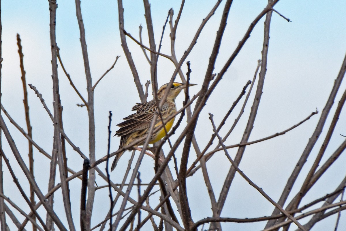 Eastern Meadowlark - ML646010137