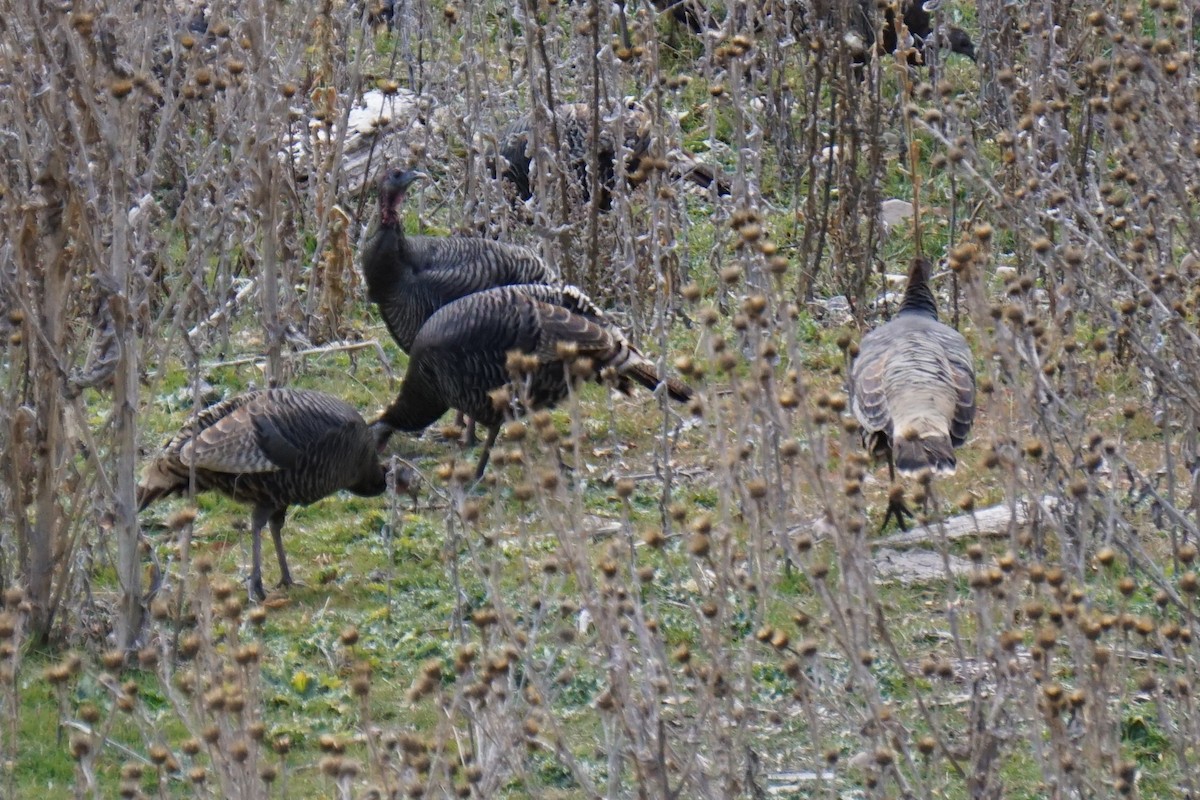 Wild Turkey - ML646010144