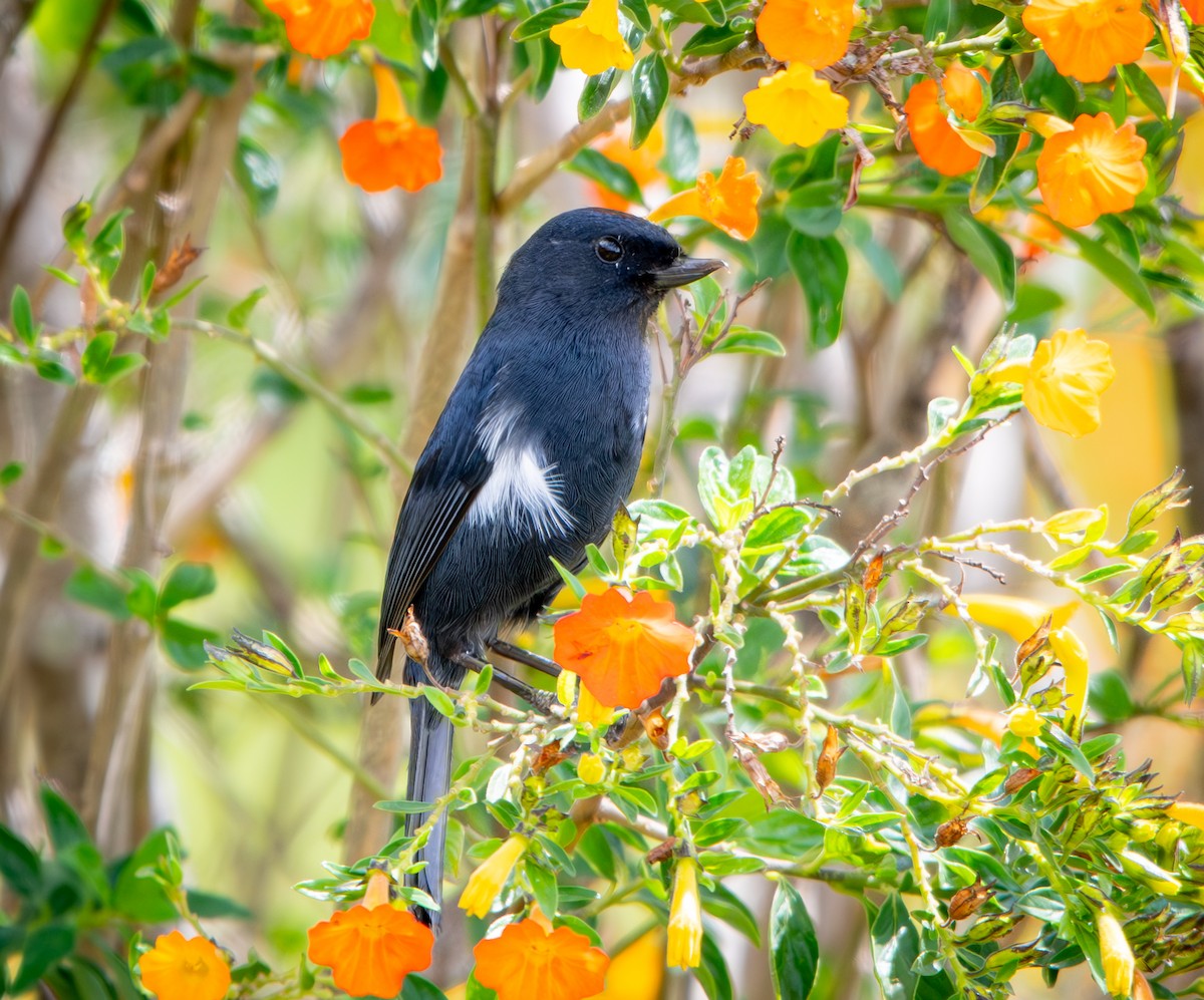 White-sided Flowerpiercer - ML646010145
