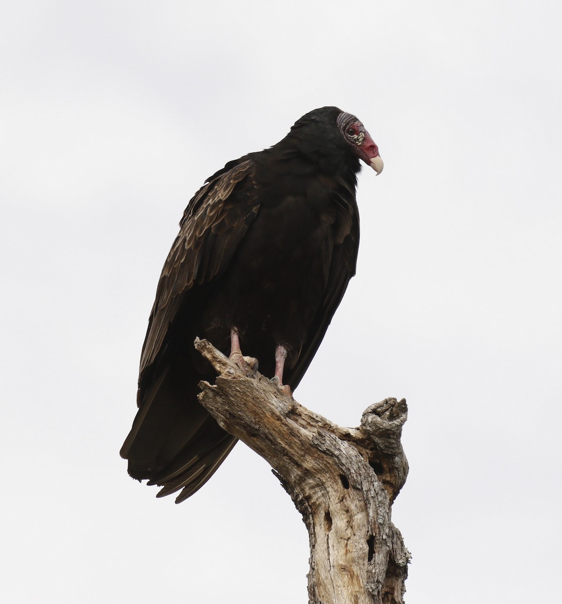 Turkey Vulture - ML646010147