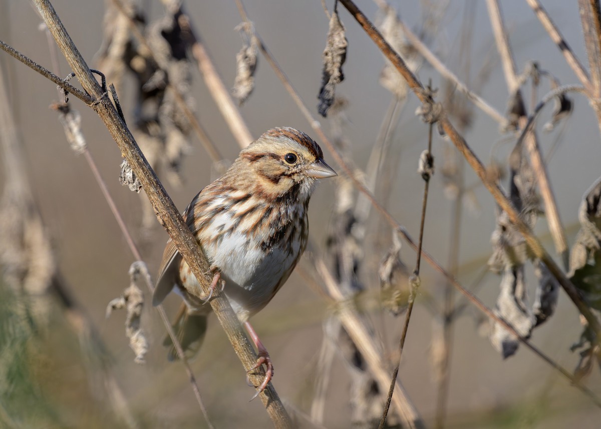 Song Sparrow - ML646010148