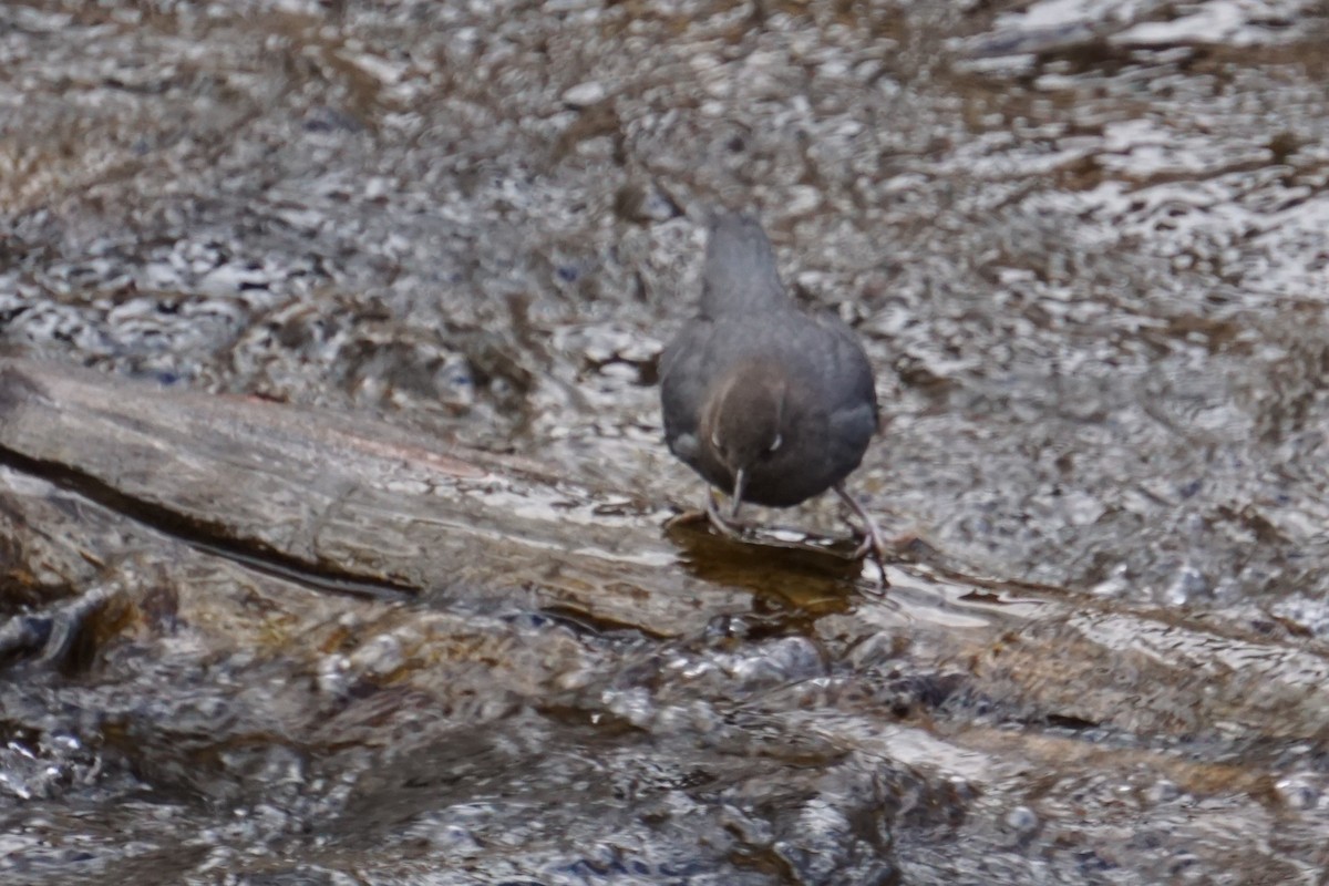 American Dipper - ML646010161