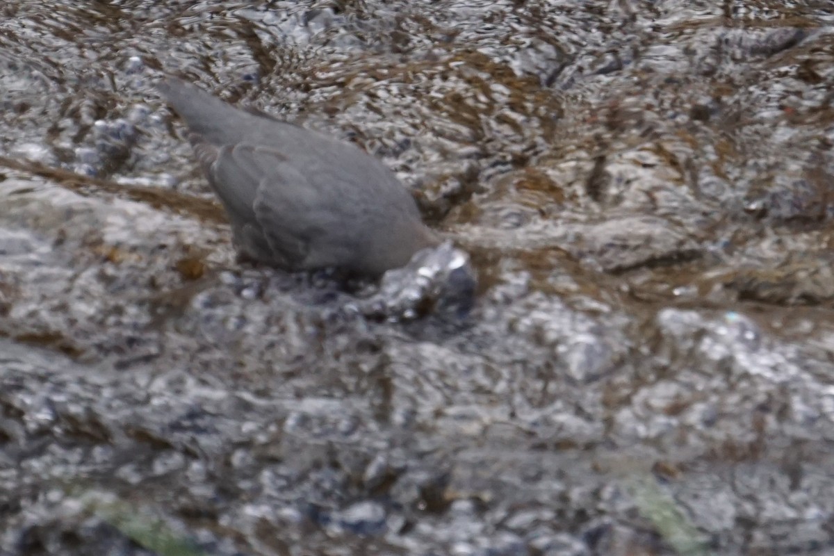 American Dipper - ML646010170