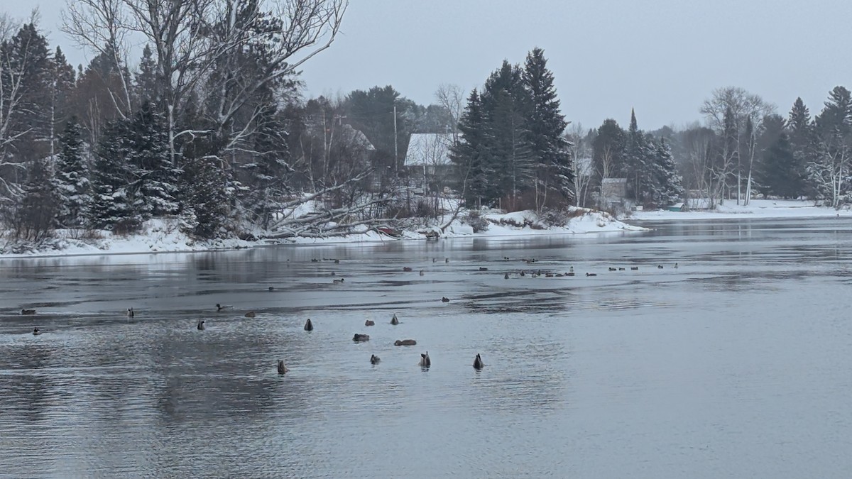 duck sp. - ML646010183