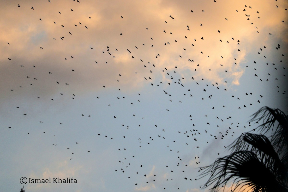 European Starling - ML646010191