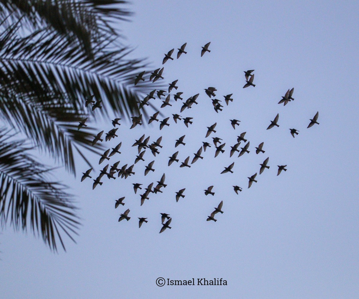 European Starling - ML646010192