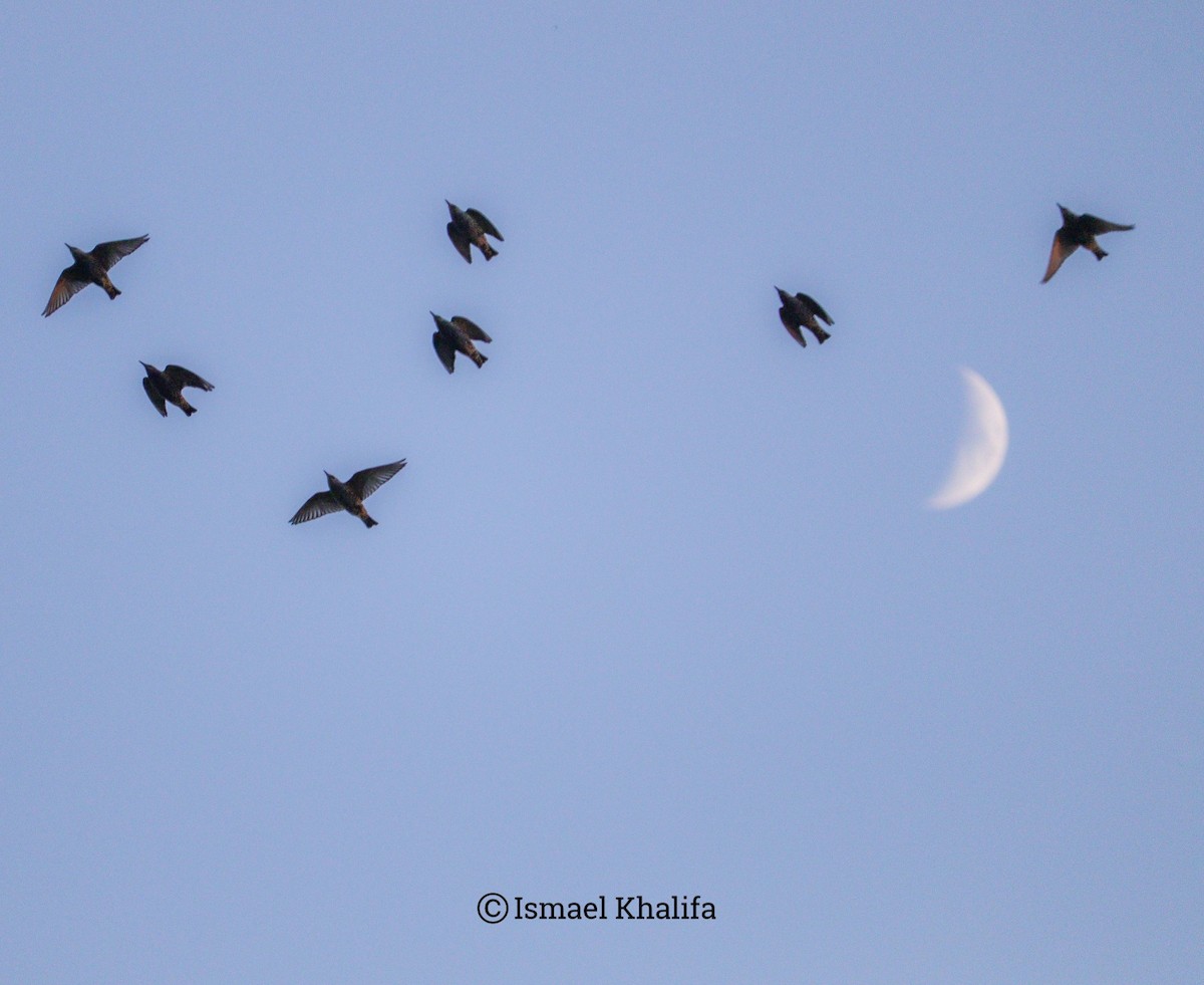 European Starling - ML646010193