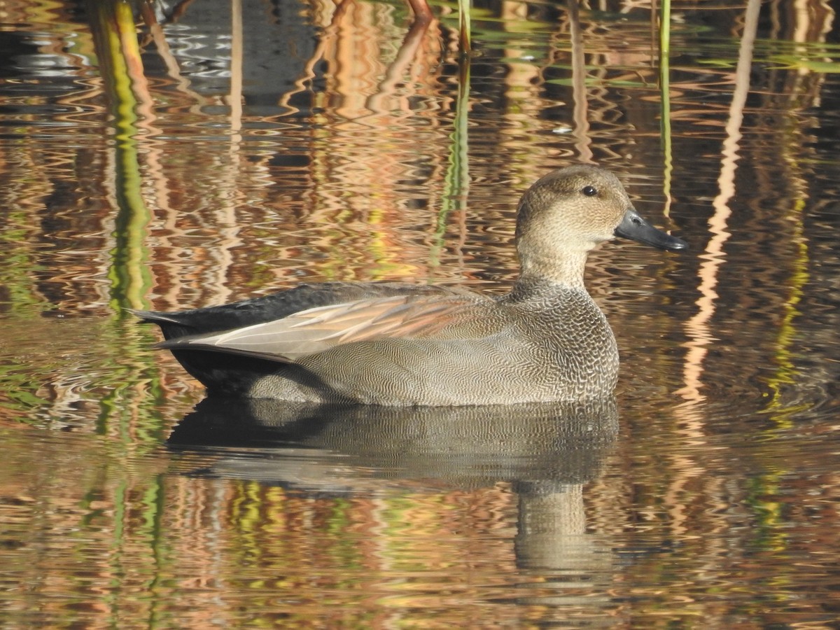 ברווז אפור - ML646010194