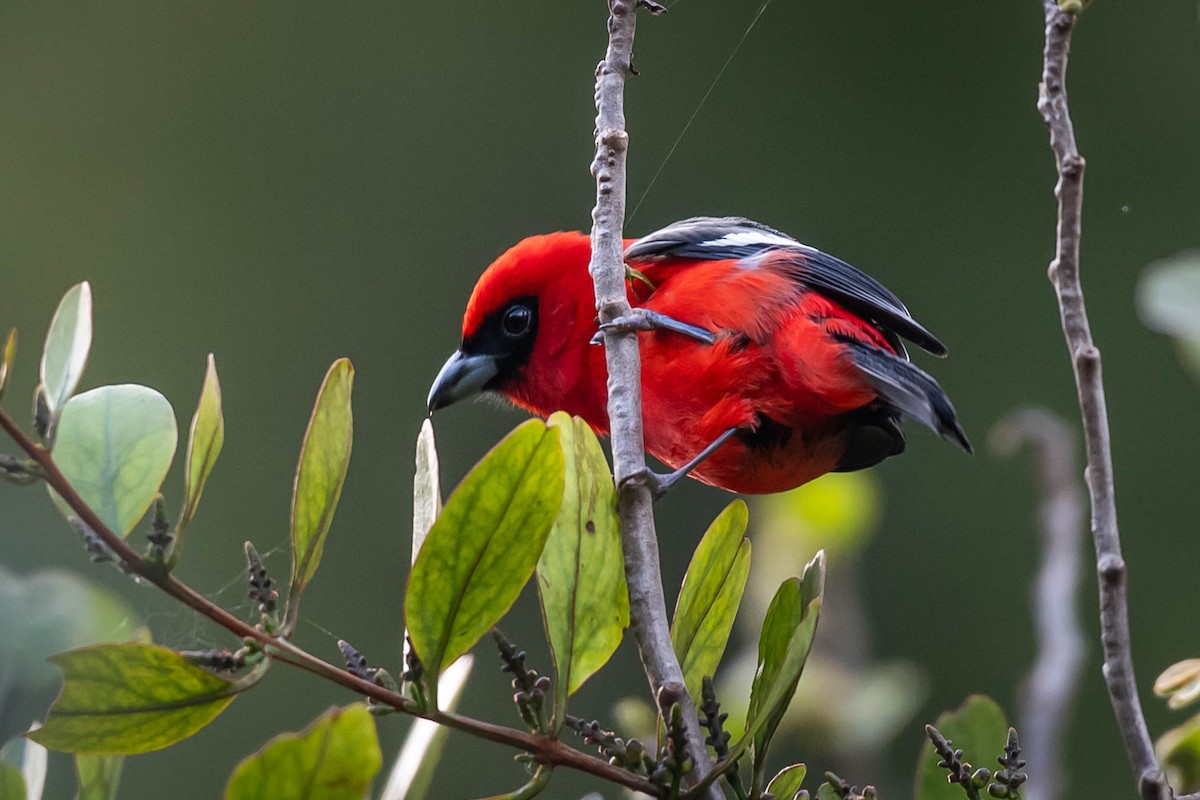 White-winged Tanager - ML646010197