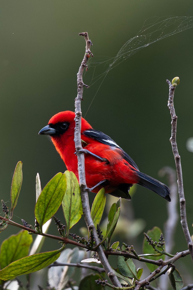 White-winged Tanager - ML646010198