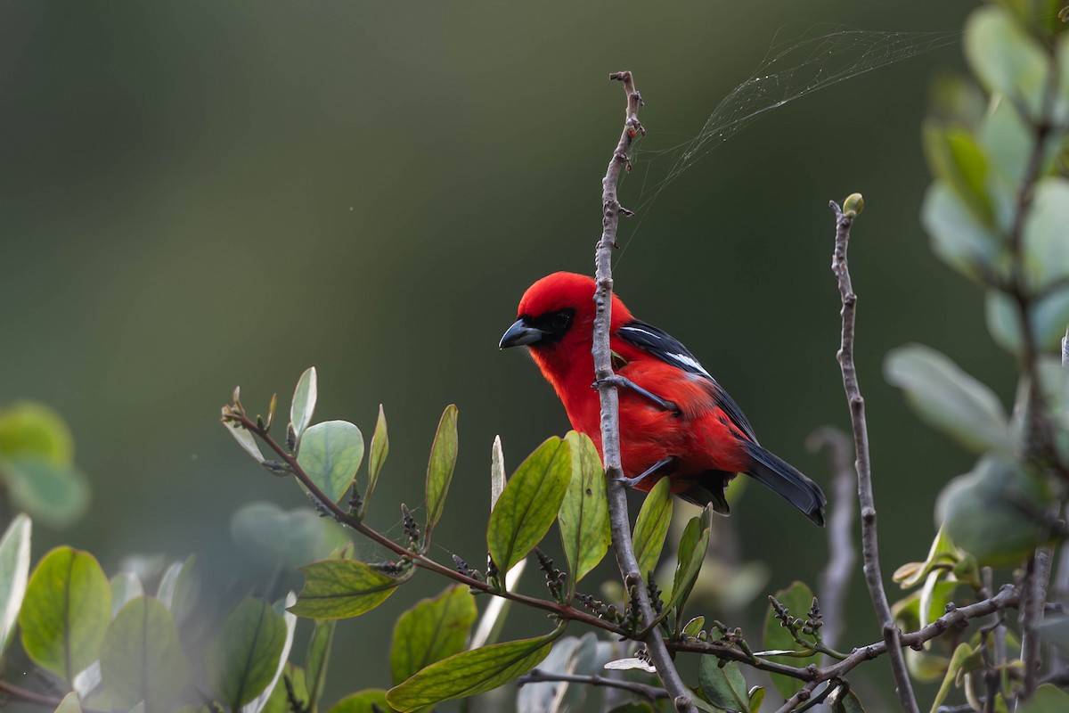 White-winged Tanager - ML646010199