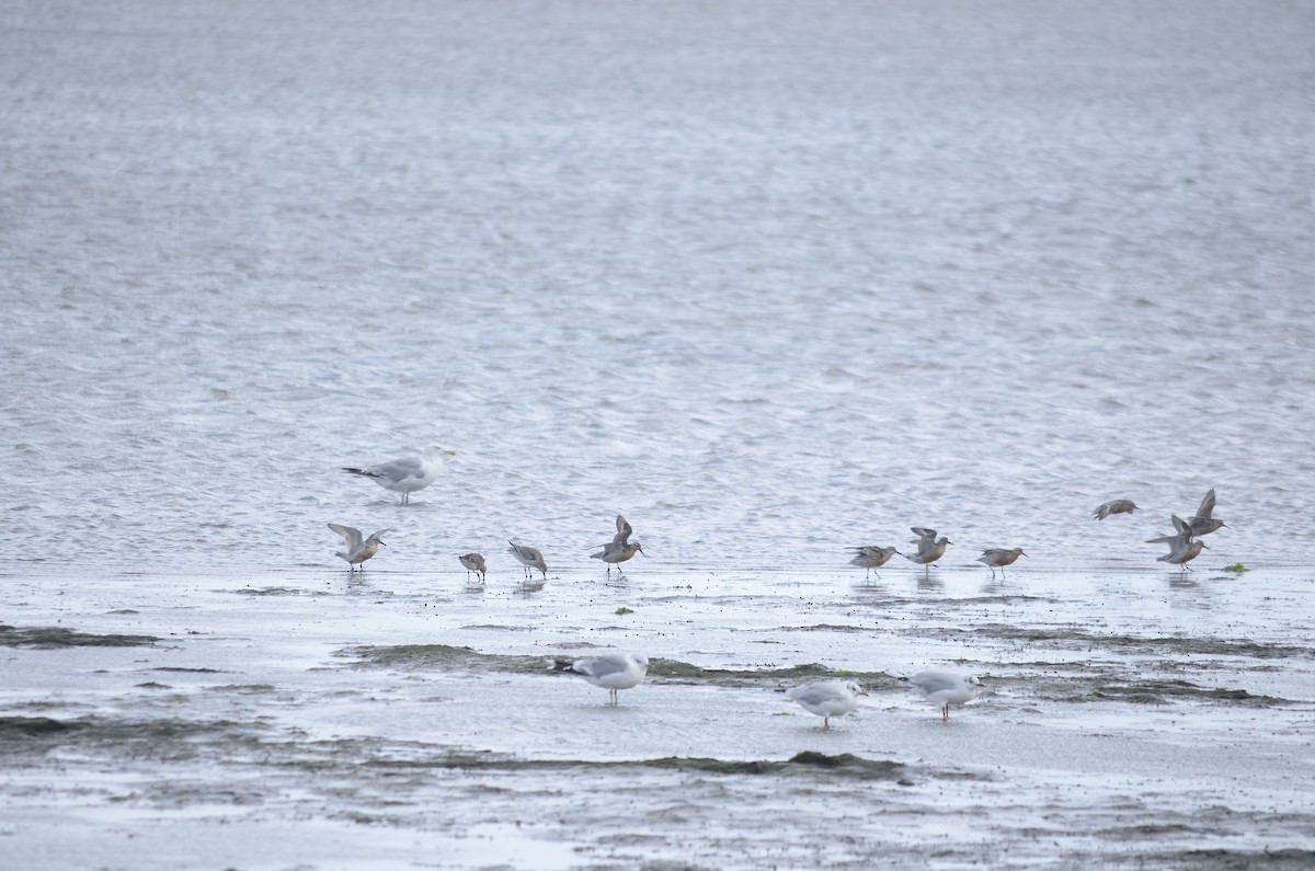 Исландский песочник - ML646010200