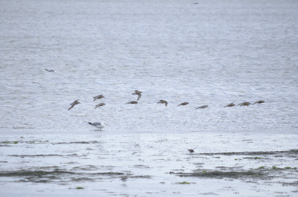 Исландский песочник - ML646010202