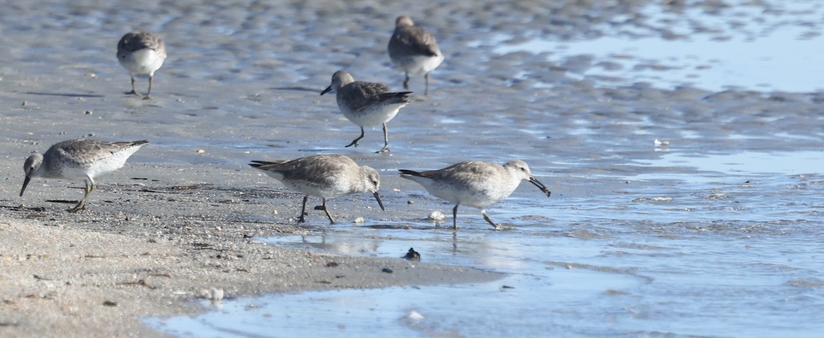 jespák rezavý - ML646010204