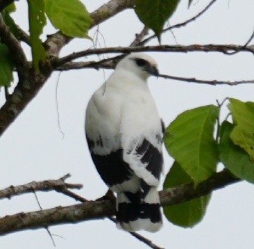 White Hawk - ML646010205