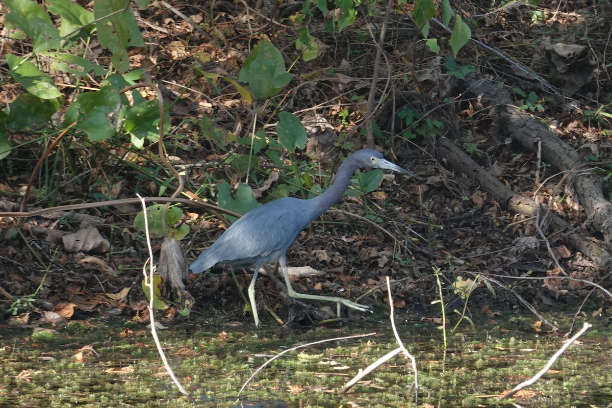 Малая голубая цапля - ML646010210