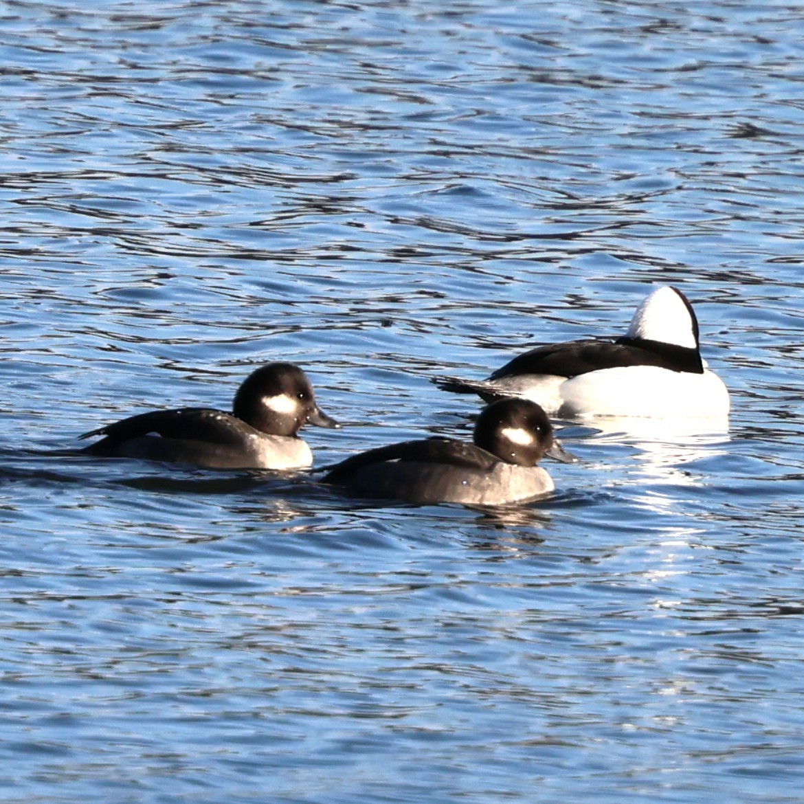 Гоголь-головастик - ML646010211